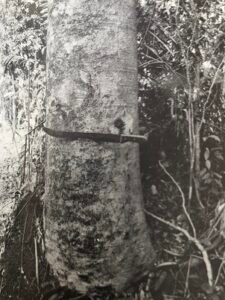 Base: à peine épaissie. Fût: droit, long 15 m diamètre 0.90 m.