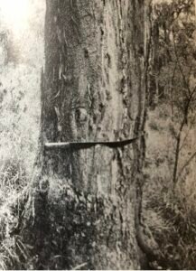 Base: simple empattement ou contrefort épais, s'écartant à un métre de l'arbre et s'élevant à un métre de hauteur. Fût: droit, cylindrique, long 25 m diamètre 1 m.