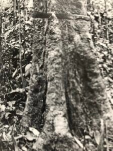 Base: cannelée. Fût: droit cylindrique, long 15 m diamètre 0.60 m.