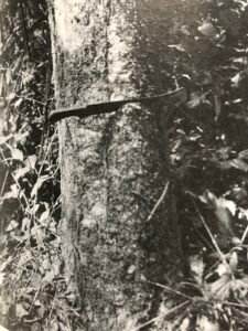 Base: pas de contrefort mais empattement plus ou moins prononcé selon l'âge, parfois racines à pneumatophores. Fût: tordu vers le sommet cylindrique, long 30 m diamètre 1.2 m.