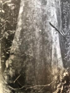 Base: contreforts plûto minces. Fût: droit et cylindrique; long 25 m diamètre 1.5 m.