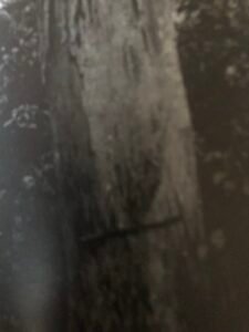 Base: empattement.Fût: plûtot tortueux, irrégulier, long 20 m diamètre 1.3 m.