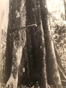 Répartition en Afrique: du Nigeria au Congo. Base: cannelée, quelque fois avec contreforts. Fût: tortueux, cannelées sur toute la hauteur, long 15 m diamètre 1 m.