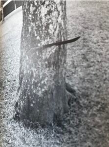 Base: petits contreforts.Fût: droit, cylindrique, long 15 m diamètre 0.80 m.