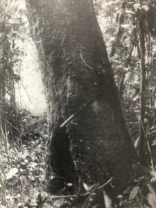 Base: parfois épaissie. Fût: droit, cylindrique, long 20 m, diamètre 0.60 m.