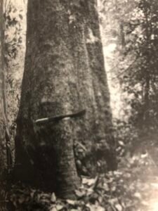 Base: petites pattes. Fût: cannelé, long 15 m, diamètre 0.70 m.