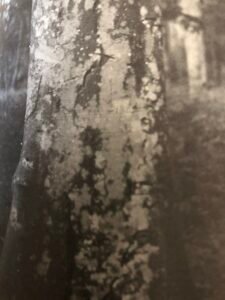 Base: prafois empattement. Fût: droit, cylindrique, long 20 m, diamètre 0.80 m.