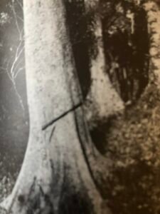 Base: soit empattement, soit contrforts peu développés. Fût: droit, cylindrique, long 25 m, diamètre 1 m.