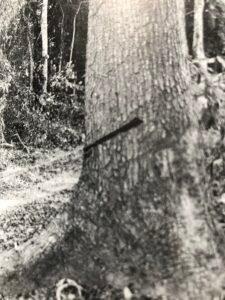 Base: empattement ou petits conreforts ne dépassant pas un mètre de haut. Fût: droit cylindrique, long 30 m diamètre 1.5 m.