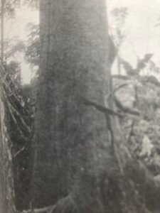 Base: léger empattement. Fût: droit, cylindrique, long 30 m diamètre 1.2 m.