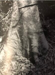 Base: quatre à six pattes arrondies à profil concave et garnies de bourrelets transversaux mais parfois cylindrique jusqu'au niveau du sol. Fût: droit ou légèrement sinueux cylindrique, long 25 m diamètre 1 m.