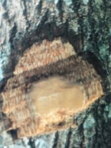 Ecorce: brun grisâtre, (ép 2 cm), finement fissurée, tranche crème avec des lignes blanches et foncées.