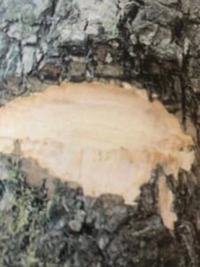 Ecorce: brun trés foncé, (ép 1.5 cm), fissurée chez les jeunes arbres, formée de grosses plaquettes plus ou moins carrées chez les arbres agés, tranche tendre fibreuses, rosé virant au brun, à odeur caractéristique d'amante amère. Ecorce exploitée au Cameroun pour la préparation d'un médicament utilisé contre les troubles de la prostate.