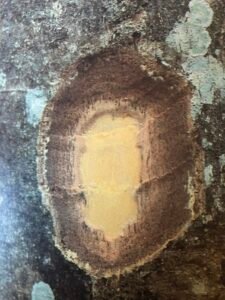 Ecorce: verdâtre tachetée de gris (ep 1cm) lisse, tranche dure, lie-de-vin tachetée de brun.