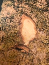 Ecorce: brunâtre (ép 2 cm) rugeuse et fendillée, tranche cassante granuleuse brune claire. Aubier: peu différencié.