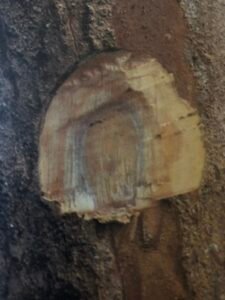 Ecorce: très caractéristique grisâtre (ép 1 cm) lisse, se détachant en plaques minces laissant des marques rouges brunâtres, tranche jaune crème passant à orange avec un cerne extérieur vert.