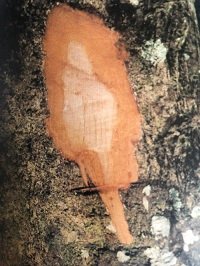 Ecorce: grise (ép 1 cm) lisse, tranche blanche ou rosâtre virant au brun.