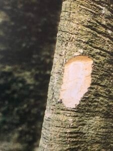 Ecorce: grise, lisse,  ( ép 1 cm ) avec des petites lignes horinzontales, tranche granuleuse, jaunâtre.