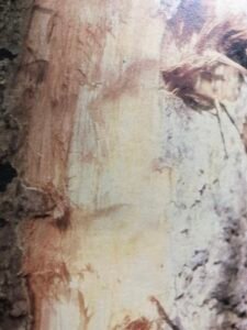 Ecorce: grise (ép 1 cm), crevassée logitudinalements, écailleuses, tranche fibreuse, tendre, crème à brunâtre.