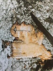 Ecorce: grisâtre (ép 2 cm), plisée longitudinalement, tranche brun rose à l'extérieur, blanchâtre avec des sries brunes à l'intérieur, exsudant un latex blanc.