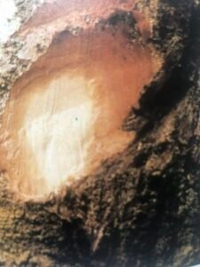 Ecorce: grise, lisse,  ( ép ? cm ) , tranche cassante, granuleuse, bruâtre.