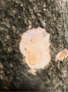 Ecorce: tendre marron (ép 1 cm), s'exfoliant en petites écailles irrégulieres, tranche blanche virant au jaune orangé, exsudant un latex blanc. 
