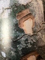 Ecorce: gris jaunâtre à gris verdâtre (ép 1 cm), lisse avec des fines stries horizontales vers la base, ornementée de petites lenticelles, très dure, se pulvérisant sous les couts de machette, tranche blanche jaunâtre virant rapidement au brun, fines ponctuations formant de deux à tois cernes brunes discontinus.