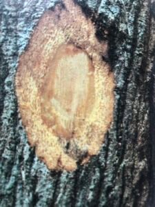 Ecorce: gris clair, parfois orangé à la base des gros arbres (ép 2 cm), crevassée logitudinalement, se soulevant en lamelles allongées chez les vieux arbres, à saveur amère, tranche fibreuse, jaune rougeâtre.