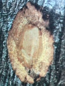 Ecorce: grise (ép 2 cm) lcreusée de sillons verticaux anastomosés, tranche granuleuse beige mouchetée d'orangé.