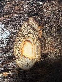 Ecorce: grise (ép 1.2-5 cm),d'aspect lisse mais fendillée longitudinalement, se pulvérisant sous les couts de machette, tranche dure grannuleuse, à cernes bruns et mouchetures sur fond blanc créme.