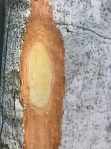 Ecorce: brunâtre (ép 1 cm), écailleuse, tranche rose ou rouge laissant suinter un mucilage. 