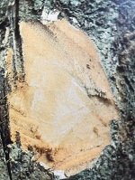 Ecorce: grise (ép 2 cm) fibreuse, servant à faire des liens, tranche fibreuse tendre brun jaunâtre, exsudant une gomme. 