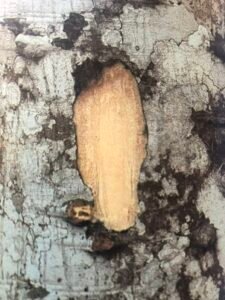 Ecorce:  grise (ép ? cm), lisse strié longitudinalement, tranche jaunâtre.