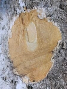 Ecorce: jaune verdâtre, noir vers le haut(ép 2-3 cm) ,s'exfoliant en trs minces plaquettes, tranche jaunâtre verdissante rapidement à l'air.