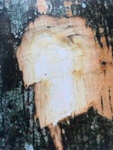 Ecorce: grise (ép 1 cm), légèrement fendillée longitudilament se détachant en écailles minces chez les vieux arbres, tranche fibreuse blanchâtre à l'état frais avec des taches jaunes orangés, brun rougeâtre ensuite.