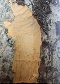 Ecorce: argenté orangé (ép 0.5-1 cm),dont les écailles laissent aprés leur chute une petite dépressio garnie de pustules, tranche dure grannuleuse, brun jaunâtre avec un cerne extérieur vert, odeur caractéristique du brou de noix.