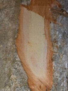 Ecorce: grisatre (ép 1 cm), fendillée superficiellement et longitudinalement, s'exfoliant en petites écailles liégeuses, tranche fibreuse rose. 