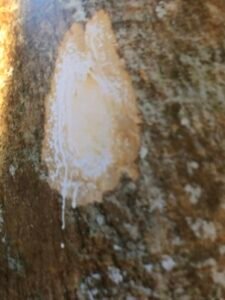 Ecorce: gris clair avec des taches noirâtres (ép 1,5 cm), striée de sillons longitudinaux, exsudant en abondance un latex blanc.