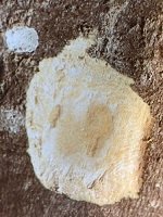 Ecorce: brun un peu verdâtre (ép 2 cm), longitudinalement écailleuse, tranche fibreuse rouge, parfois avec des lignes verticales blanches fonçant à l'air. 