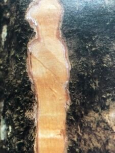 Ecorce: grise (ép 0,3 cm), finement fendillée verticalement, tranche fibreuse rose à l'extérieur jaune à l'intérieur, exsudant un latex blanc peu abondant.