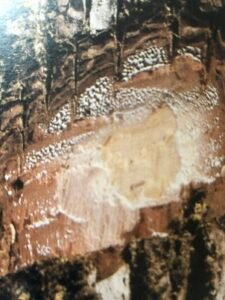 Ecorce: brun rougeâtre foncé (ép 5 cm), profondément crevassée longitudinalement, tranche dure peu fibreuse, brun rouge dans sa partie externe jaune rosé intérieurement, exsudant un latex blanchâtre poisseux.