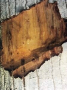 Ecorce: grise orangé(ép 2 cm), un peu granuleuse, tranche poreuse, rouge violacé, orangée vers l'intérieur, à légère odeur sulfurée.