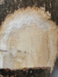 Ecorce: noirâtre (ép 0,5 cm), plissée longitudinalement, écailleuse, tranche fibreuse jaunâtre à rougeâtre, exsudant un latex blanc.