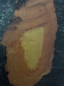 Ecorce: grise orangé(ép 2 cm), un peu granuleuse, tranche poreuse, rouge violacé, orangée vers l'intérieur, à légère odeur sulfurée.