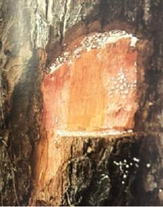 Ecorce: brun rougeâtre (ép 1,5 cm) écailleuse, tranche tendre, fibreuse, rose foncé, exsudant un latex blanc poisseux.