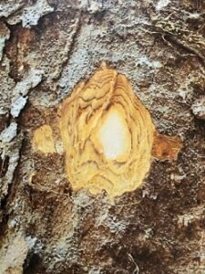 Ecorce: grise plus ou moins rougeâtre ou verdâtre (ép 1 cm), avec petites dépressions circulaires provenant de la chute de minces lamelles, tranche assez tendre, trois à quatre cernes brun continus sur fond orangé qui fonce immédiarement à l'air.