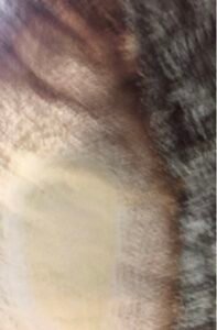 Ecorce: grise (ép 2 cm), munie de grosses lenticelles éclatées, tranche granuleuse, dure , odorante, jaunes avec des mouchetures orangées.