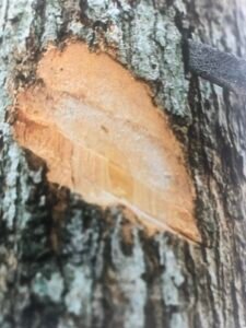 Ecorce: brune (ép ? cm), fendillé longitudinalement, écailleuse chez les vieux arbres, tranche rosâtre, exsudant un latex blanc.