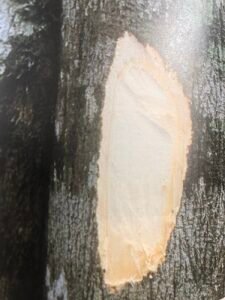 Ecorce: grs vert (ép 1 cm), lisse finement crevassée longitudinalement, amére, tranche fibreuse jaunâtre.