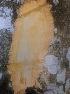 Ecorce: grise, lisse,  ( ép 1.5 cm ) fisurée, éclatant sous les coups de machette, tranche granuleuse, jaunâtre.